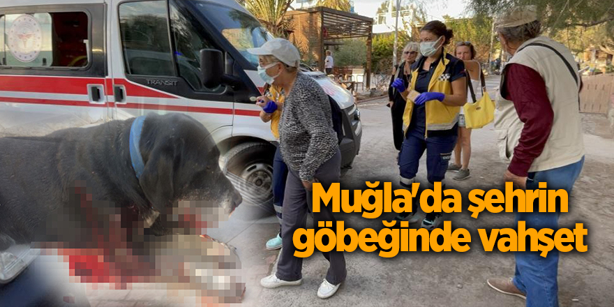 Sokaktaki köpeği acımadan vurdu, 3 kadın da fişekten çıkan saçmalarla yaralandı