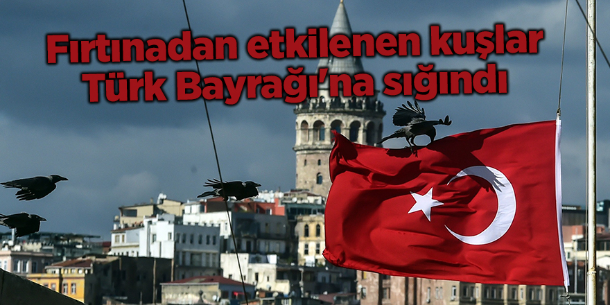 Fırtınadan etkilenen kuşlar Türk Bayrağı'na sığındı