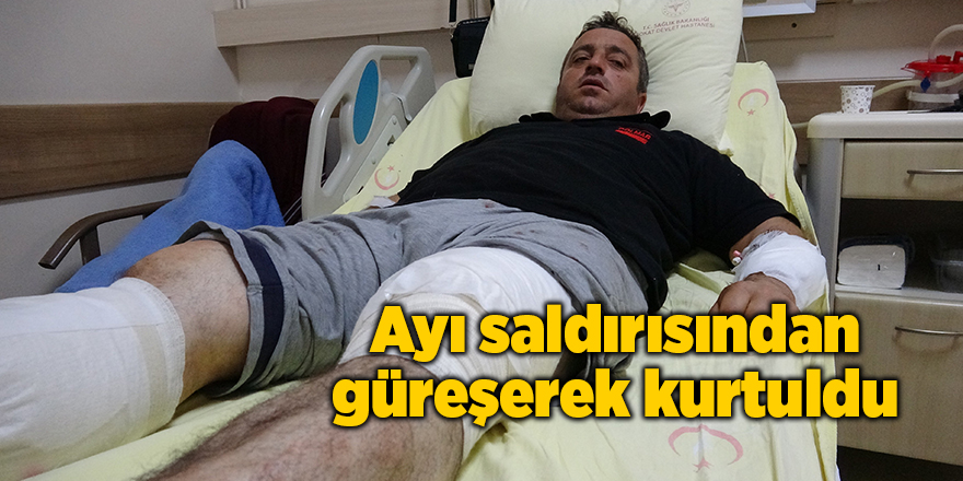 Ayı saldırısından güreşerek kurtuldu