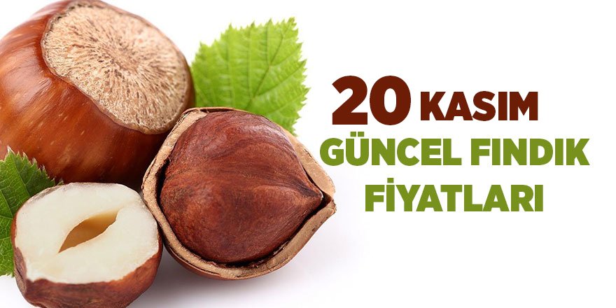 20 Kasım güncel fındık fiyatları