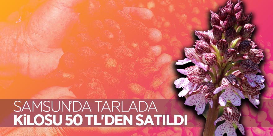 Orkide, tarlada kilosu 50 TL'den satıldı