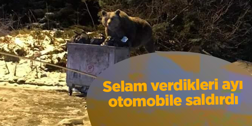 Selam verdikleri ayı otomobile saldırdı