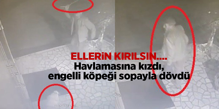 Ellerin kırılsın....  Havlamasına kızdı, engelli köpeği sopayla dövdü