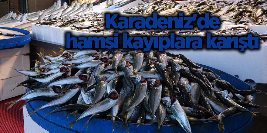 Karadeniz'de hamsi kayıplara karıştı