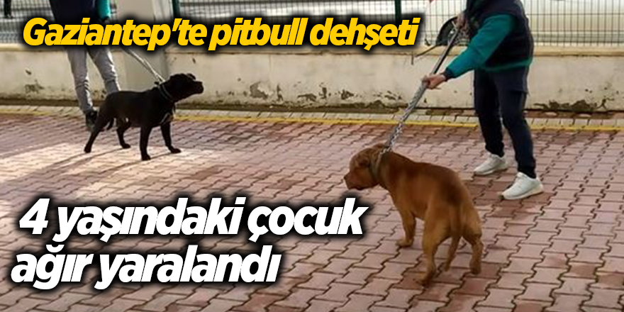 Gaziantep'te pitbull dehşeti