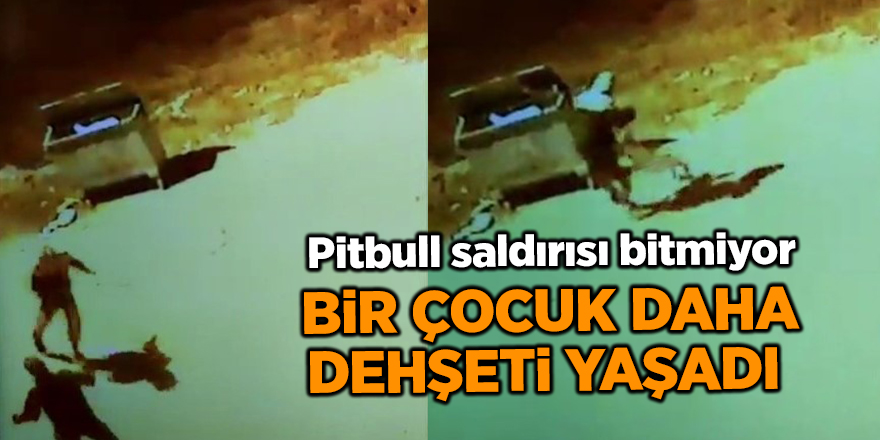 Pitbull saldırısı bitmiyor