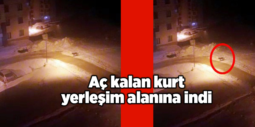 Aç kalan kurt yerleşim alanına indi