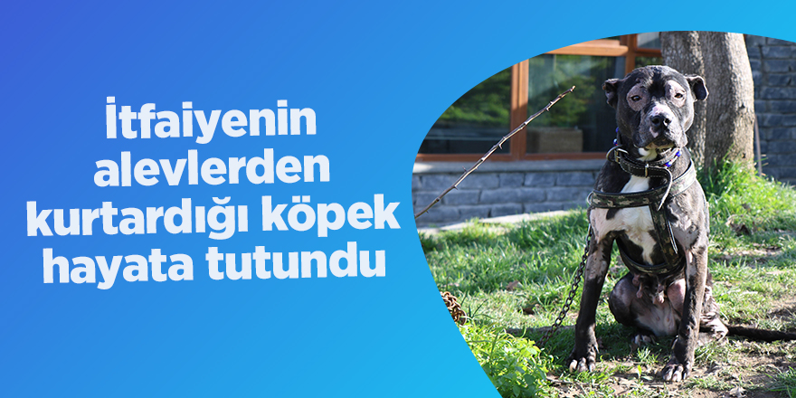 İtfaiyenin alevlerden kurtardığı köpek hayata tutundu - samsun haber