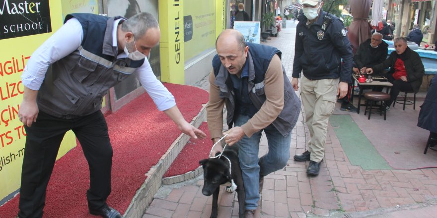 Samsun'da polisten yasaklı ırk köpek denetimi - samsun haber