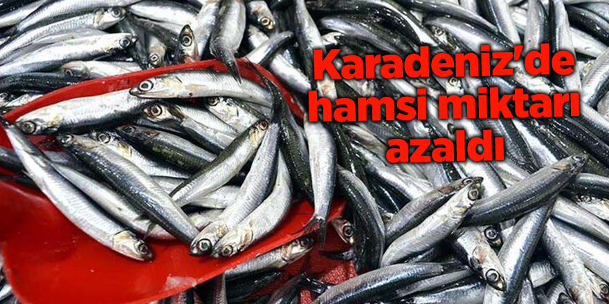 Karadeniz'de hamsi miktarı azaldı - samsun haber