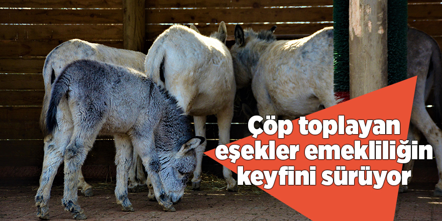 Çöp toplayan eşekler emekliliğin keyfini sürüyor