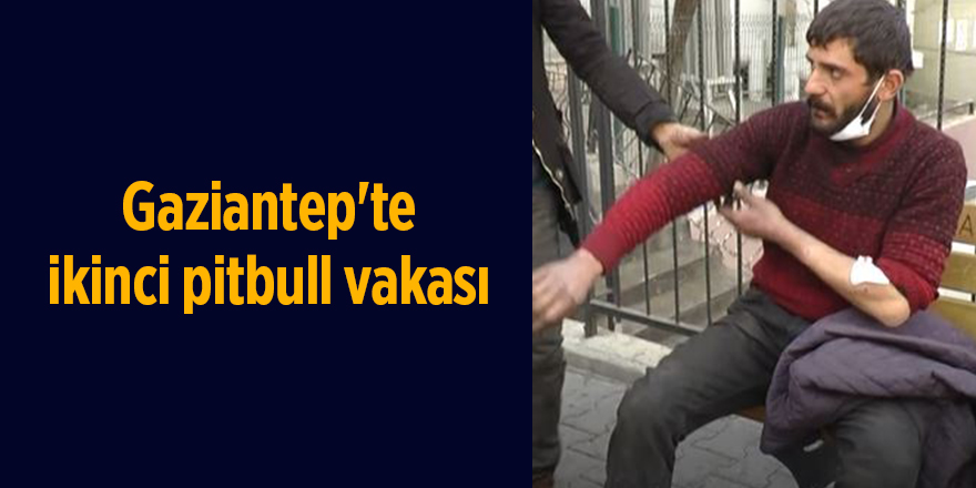 Gaziantep'te ikinci pitbull vakası