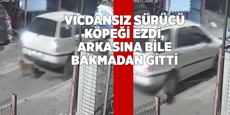 Vicdansız sürücü Köpeği ezdi, arkasına bile bakmadan gitti