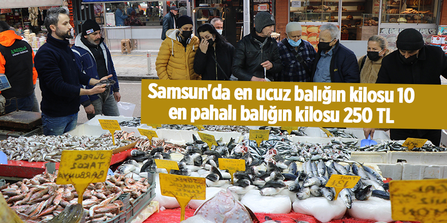 Samsun'da en ucuz balığın kilosu 10 en pahalı balığın kilosu 250 TL - samsun haber