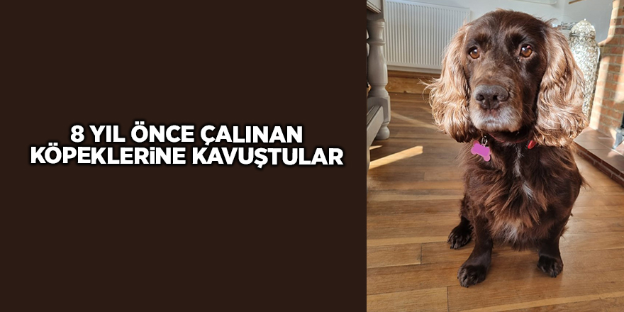 8 yıl önce çalınan köpeklerine kavuştular