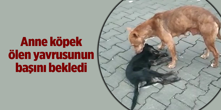 Anne köpek ölen yavrusunun başını bekledi