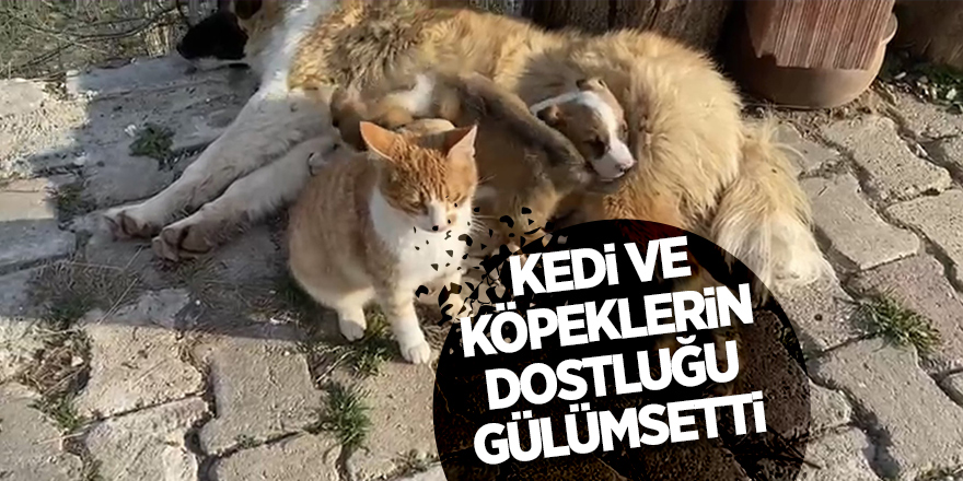 Kedi ve köpeklerin dostluğu gülümsetti