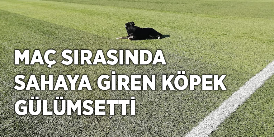 Maç sırasında sahaya giren köpek gülümsetti