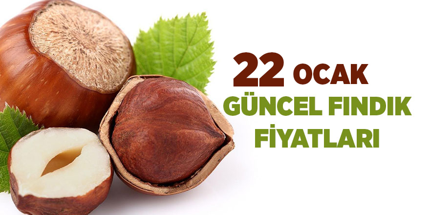 22 Ocak güncel fındık fiyatları