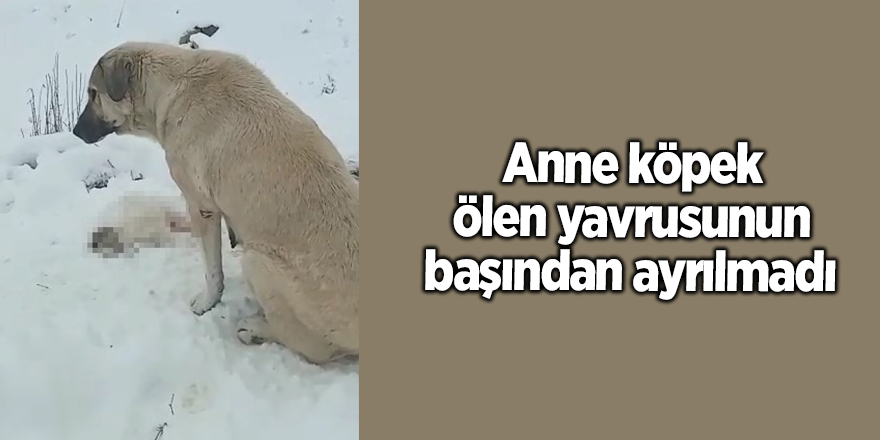 Anne köpek ölen yavrusunun başından ayrılmadı