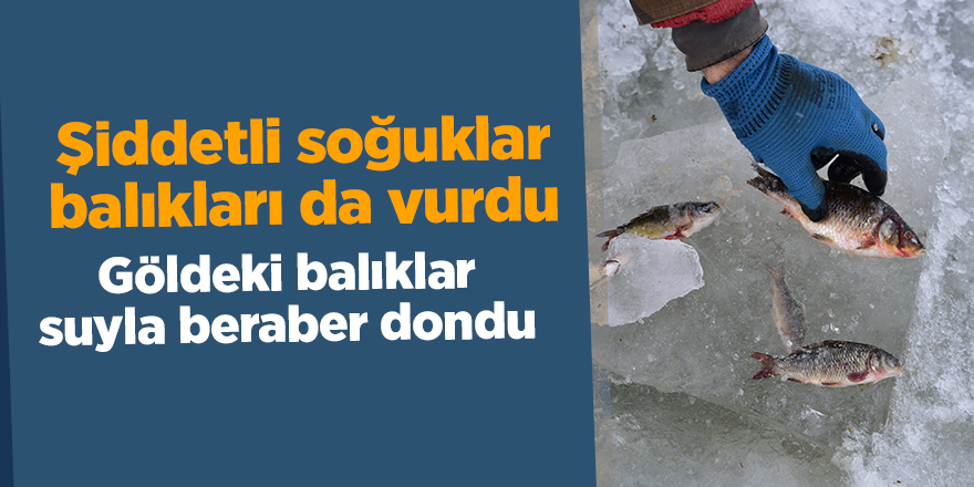 Şiddetli soğuklar balıkları da vurdu