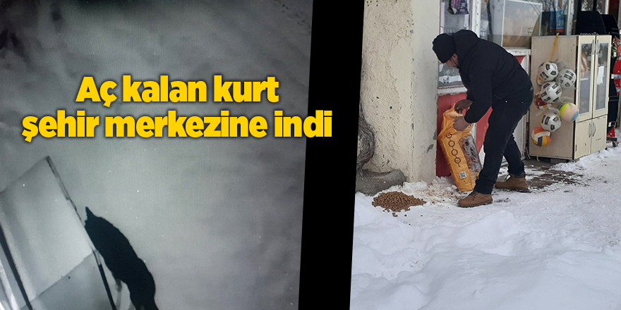 Aç kalan kurt şehir merkezine indi