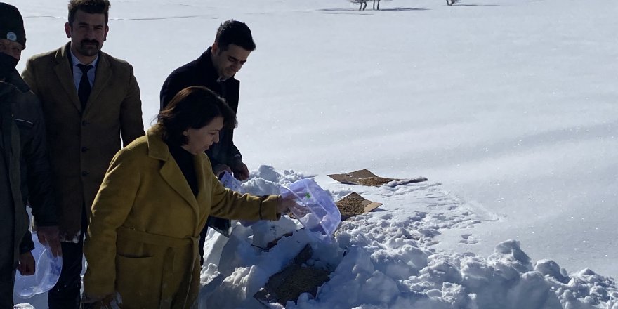 Samsun'da yaban hayvanları için doğaya 4 ton yem bırakıldı - samsun haber