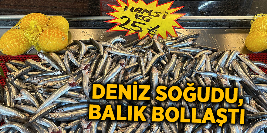 Deniz soğudu, balık bollaştı