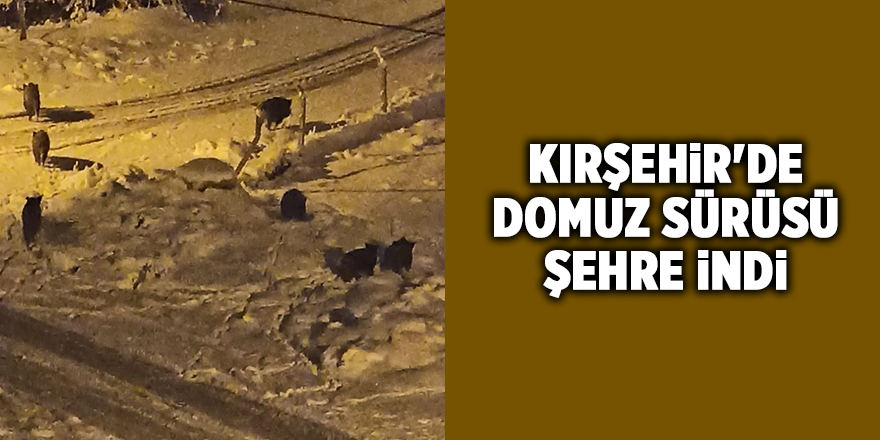 Kırşehir'de domuz sürüsü şehre indi