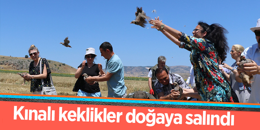 Kınalı keklikler doğaya salındı