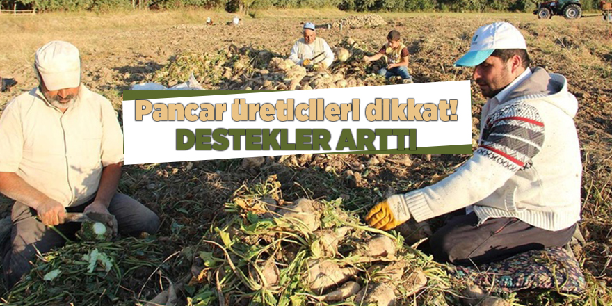 Pancar üreticileri dikkat! Destekler arttı