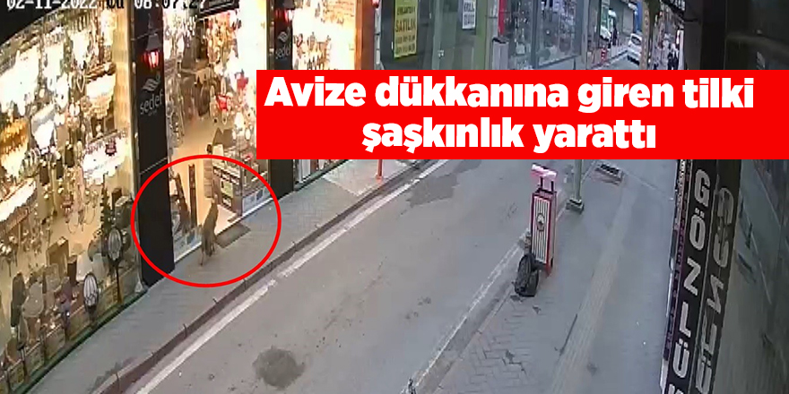 Samsun'da şehir merkezine tilki indi