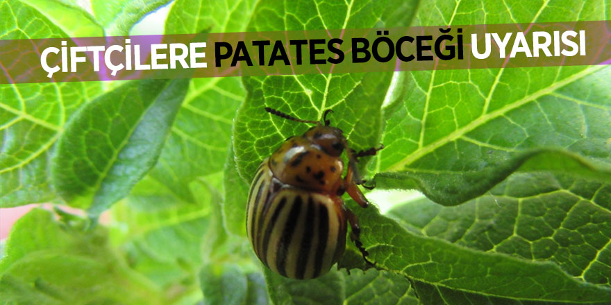 Çiftçilere patates böceği uyarısı