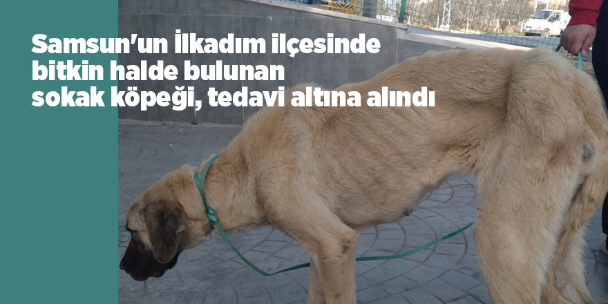 Samsun'un İlkadım ilçesinde bitkin halde bulunan sokak köpeği, tedavi altına alındı.