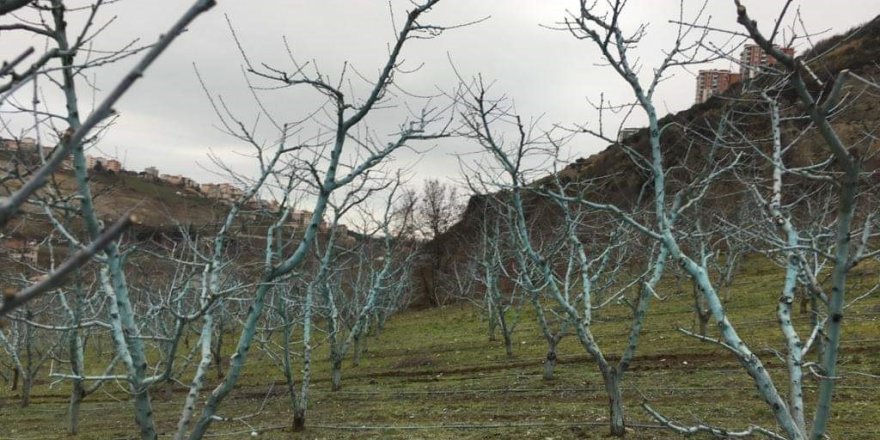 Müdür Sağlam’dan uyarı: “Bordo bulamacı uygulama zamanını kaçırmayalım”