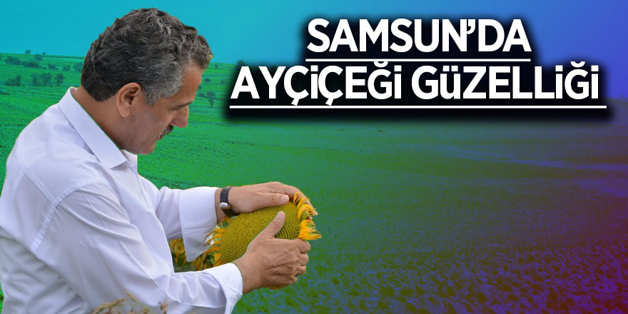 Vezirköprü’de ayçiçeği güzelliği 