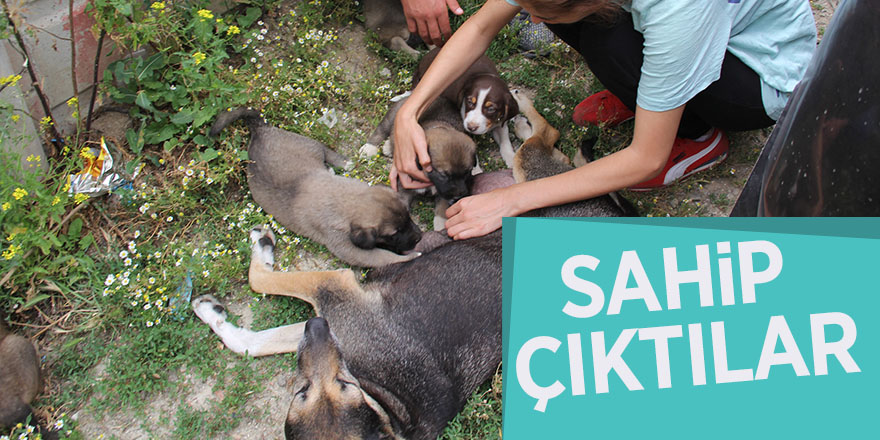 Taksinin çarptığı köpeğe sahip çıktılar