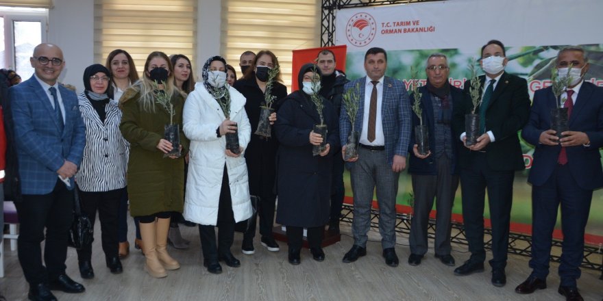 Samsun'da çiftçiye zeytin fidanı dağıtıldı - samsun haber