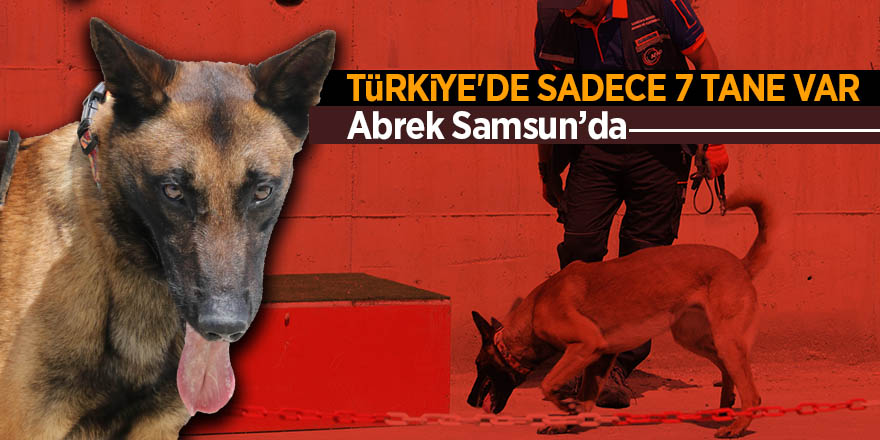 Türkiye'de sadece 7 tane var