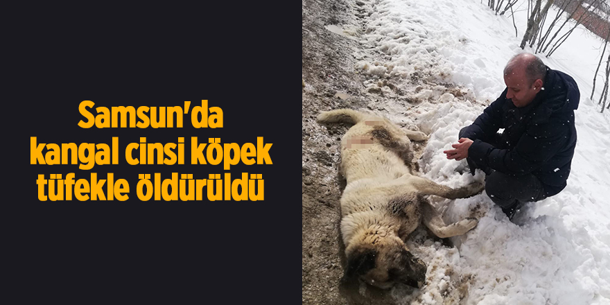 Samsun'da kangal cinsi köpek tüfekle öldürüldü - samsun haber