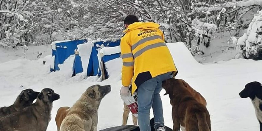 Samsun'da sokaktaki canlar aç kalmıyor - samsun haber