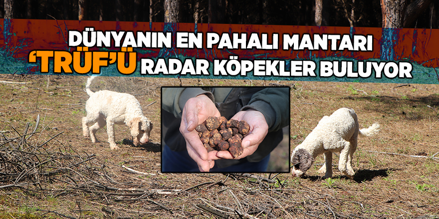 Dünyanın en pahalı mantarı ‘trüf’ü radar köpekler buluyor