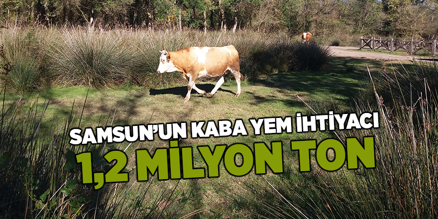 Samsun’un kaba yem ihtiyacı 1,2 milyon ton - samsun haber