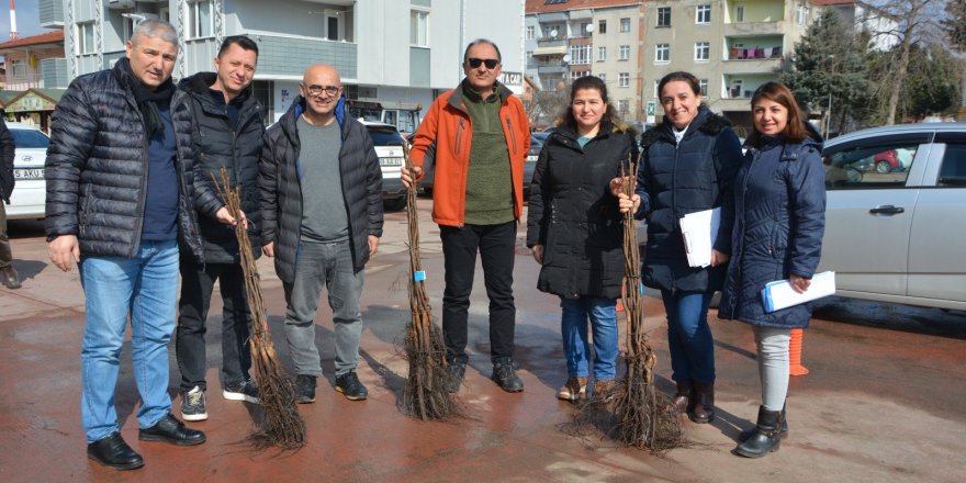 Samsun'da çiftçilere aşılı ceviz fidanı dağıtıldı - samsun haber