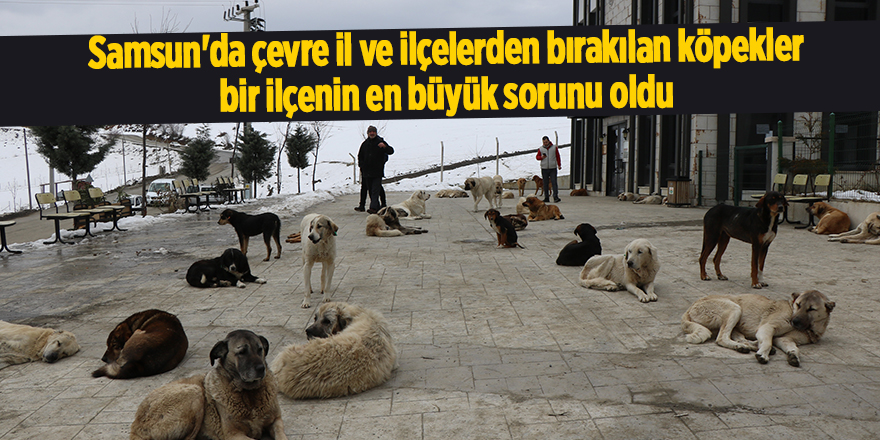 Samsun'da çevre il ve ilçelerden bırakılan köpekler bir ilçenin en büyük sorunu oldu