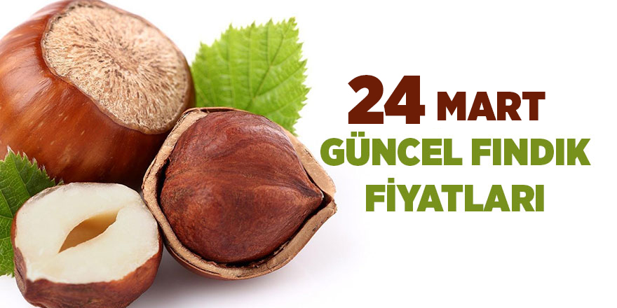 24 Mart güncel fındık fiyatları