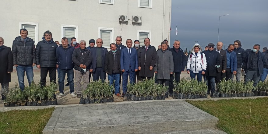 Samsun’da zeytin yetiştiriciliği artırılıyor - samsun haber