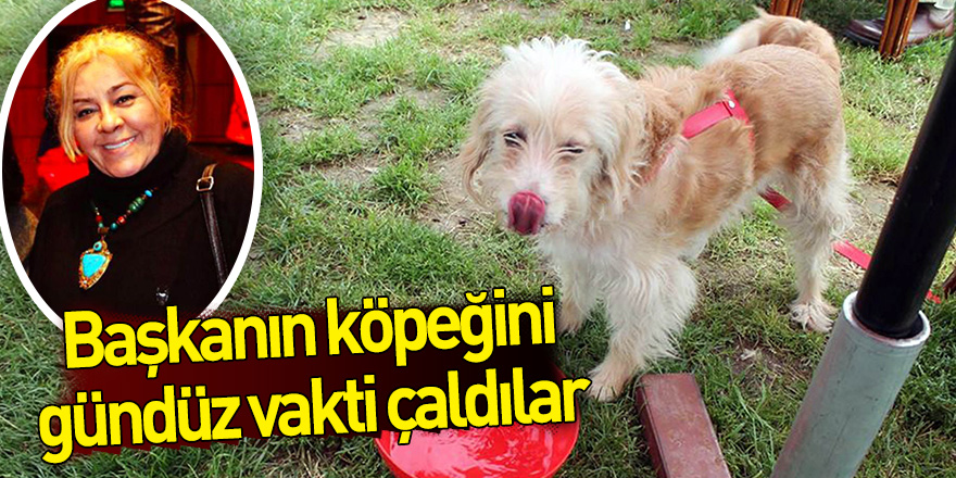 Başkanın köpeğini gündüz vakti çaldılar