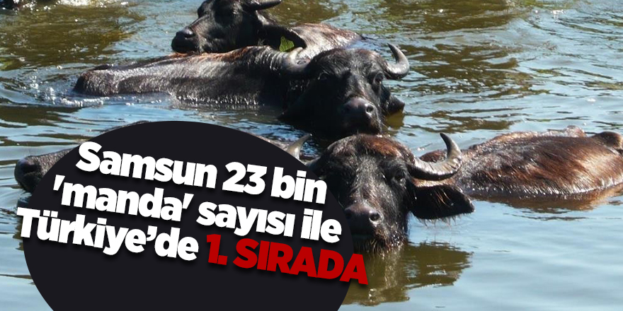 Samsun 23 bin 'manda' sayısı ile Türkiye’de 1. sırada - samsun haber