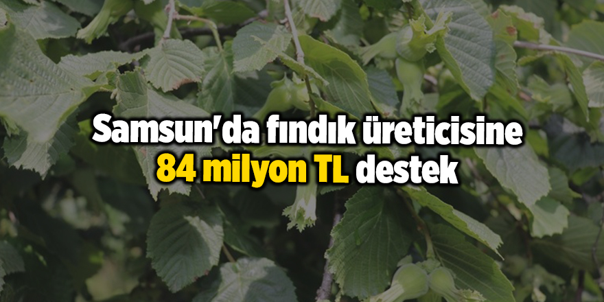 Samsun'da fındık üreticisine 84 milyon TL destek -samsun haber